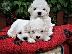 PoulaTo: bichon frize